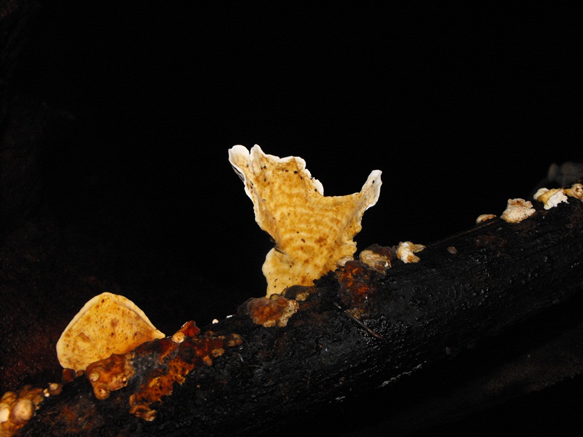 Miniera di Gambatesa 42